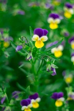 Green grass and pansies in warm summer day Stock Photos