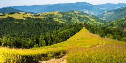 Green grass and a path into the forest in the mountains. Stock Photos