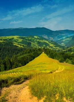 Green grass and a path into the forest in the mountains Stock Photos
