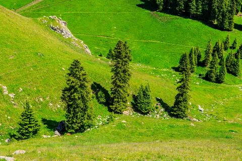 Green grass and pine tree in the valley. Stock Photos