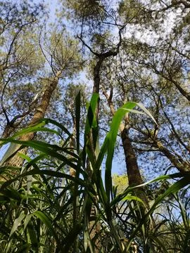 Green grass and pine tree Stock Photos