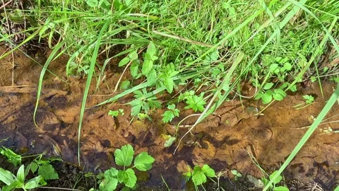 Green grass and plants moving beside forest creek water Stock Footage 321241843