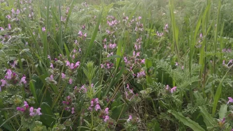 Green grass and purple flowers in the meadow. Stock Footage 166004953
