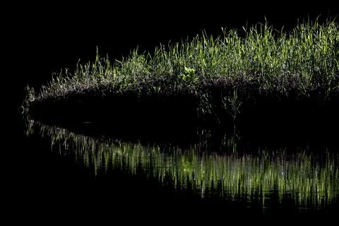 Green Grass and reflection in black waters Stock Photos