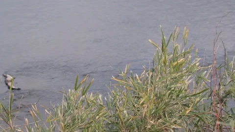 Green grass and river Stock Footage 235170594