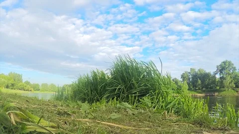 Green grass and river in summer park timelapse 動画素材 82986849
