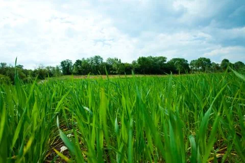 Green grass and  sky with clouds Foto stock