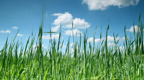 Green Grass and sky Stock Footage 761370