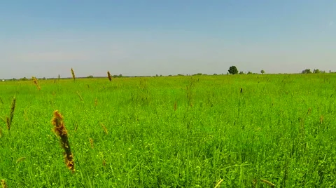 Green grass and spikelets in the field. Panoramic Stock Footage 51677180