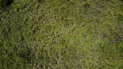 Green grass and split ground Stock Footage 210333581