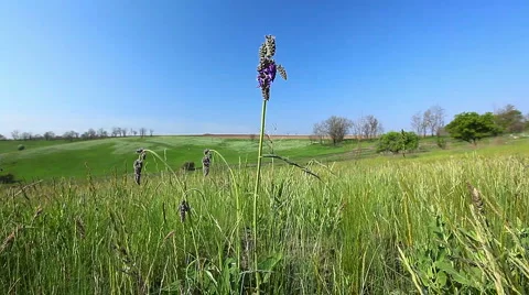 Green grass and spring flowers Stock Footage 6731029