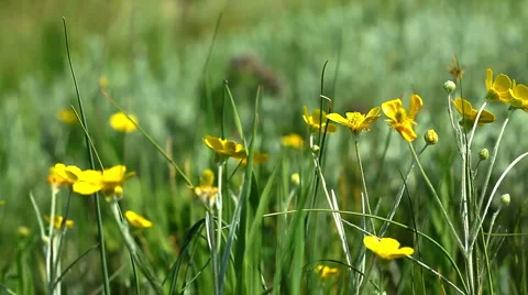 Green grass and spring flowers Stock Footage 6732205