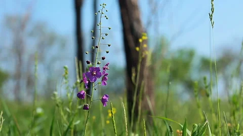 Green grass and spring flowers 库存影片 6732212