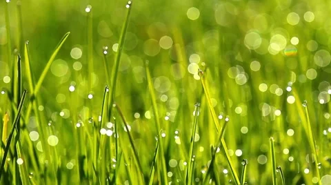 Green grass and spring flowers Stock Footage 7730201