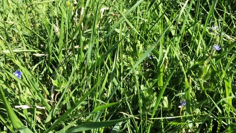 Green grass and spring flowers in detail 库存影片 89360034