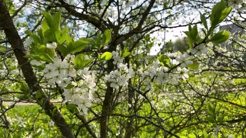 Green grass and spring white flowers Stock Footage 132950200