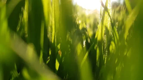 Green grass and sun rays in the spring field Stock Footage 218176653