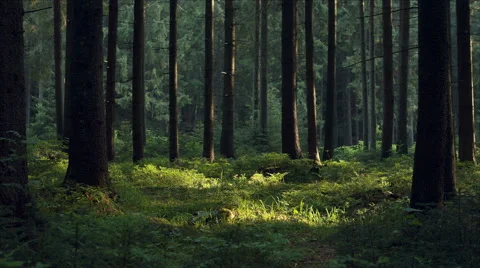 4k Forest Stock Video Footage for Free Download