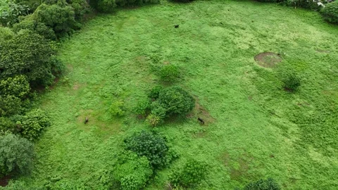 Green Grass and tree Stock-Footage 287480721