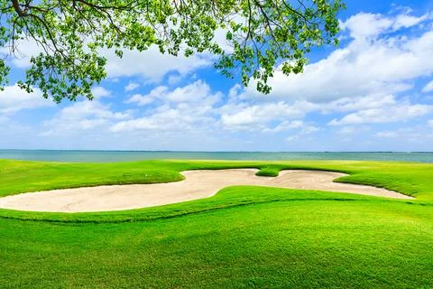 Green grass and tree on the golf course. Stock Photos