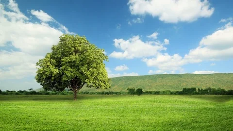 Green grass and tree on hill in wind breeze with clouds running background. Stock Footage 80372215
