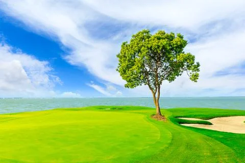 Green grass and tree with river in spring season. Stock Photos