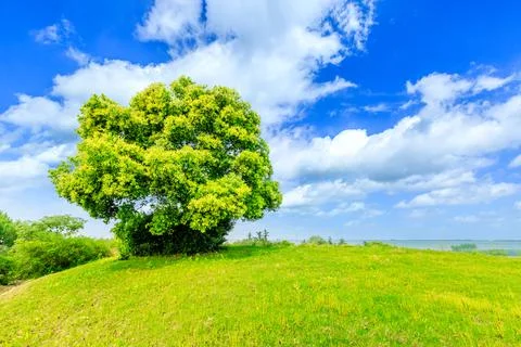 Green grass and tree in spring season. Stock Photos