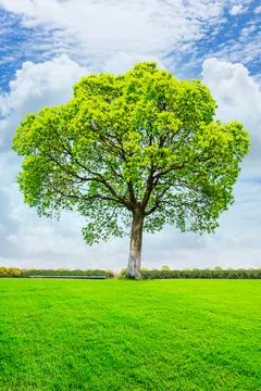 Green grass and tree in spring season. Stock Photos