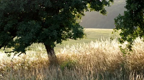 Green grass and tree in summer Stock Footage 54358410