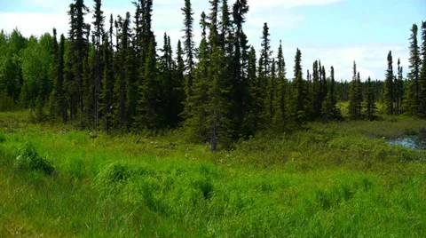 Green Grass and Trees with Edge of Lake Stock Footage 33494658