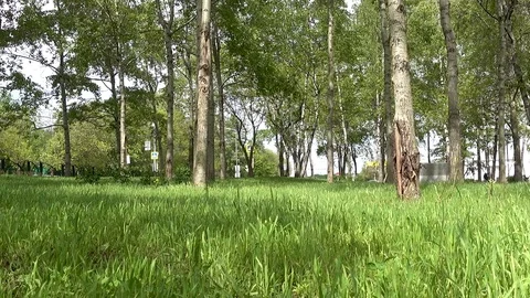 Green grass and trees in park Stock Footage 76004837