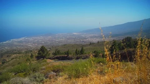 Green grass and trees on the slope of mountain Video stock 71516082
