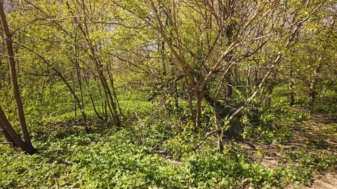 Green grass and trees in the spring forest background 4k Video stock 129587413
