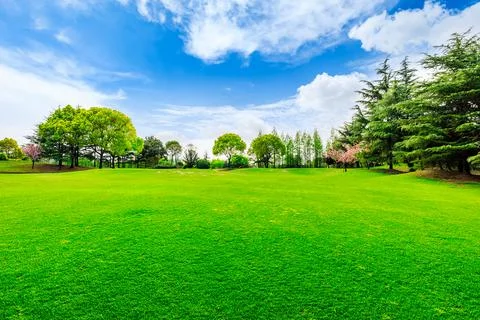 Green grass and trees in spring season. Stock Photos