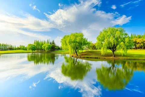 Green grass and trees in spring season. Stock Photos