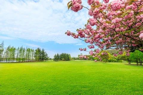 Green grass and trees in spring season. Stock Photos