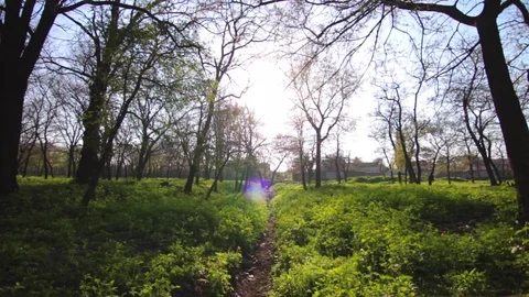Green grass and trees under rays of sunlight in spring park Stock-Footage 74155367