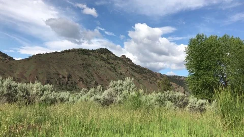 Green grass and trees under cloudy skies 4k 24fps Stock Footage 79781502