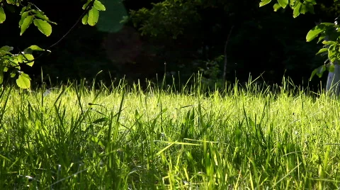 Green grass and walnut tree Stockbeeldmateriaal 452042