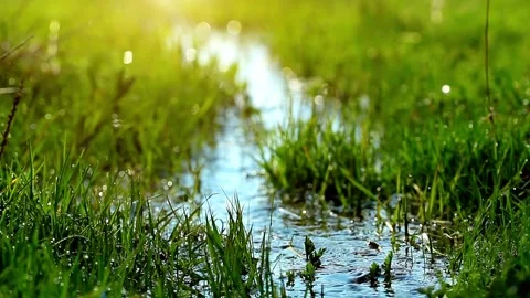 Green grass and water, spring brook Stock Footage 316804376