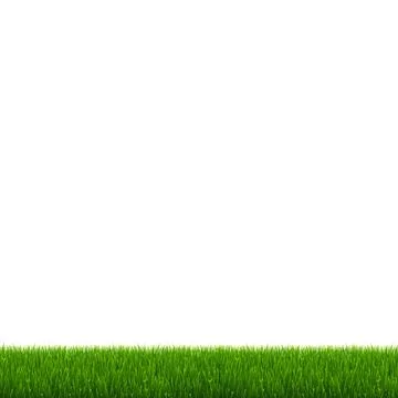 Green Grass And White Background Stock Illustration