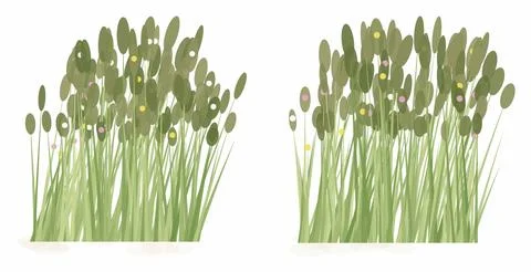 Green grass and wild meadow plants. Featuring tall stalks and oval leaves. .. Illustration