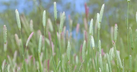 Green grass and wind 2k slowmotion Stock Footage