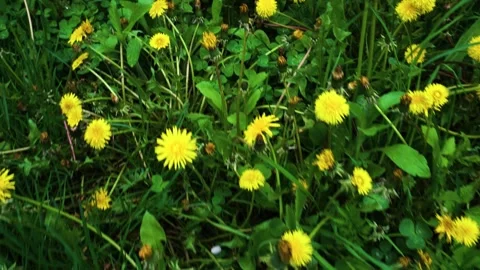 Green grass and yellow 動画素材 335206976
