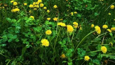 Green grass and yellow Stock-Footage 335207003