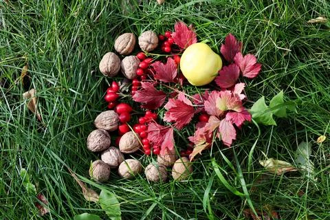 On the green grass are clusters of red ripe viburnum, red ripe wild rose hi.. Stock Photos