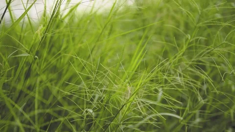 Green grass for bacground Stockbeeldmateriaal 112019810