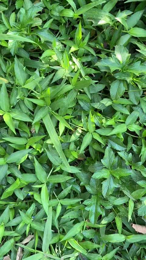 Green Grass background-1 Stock-Footage 300247149