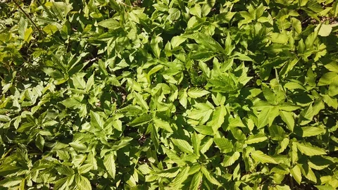 Green grass background 4k Stock Footage 129561091