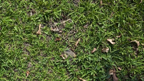 Green grass background animation Stock Footage 97009889